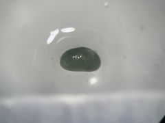 Ostracoda