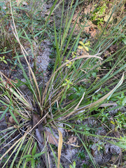 Coleataenia rigidula