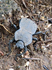 Anomalipus decosteri