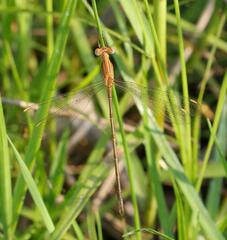 Lestes plagiatus