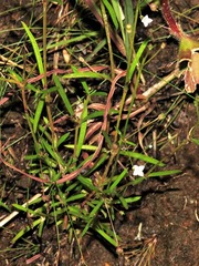 Oldenlandia herbacea
