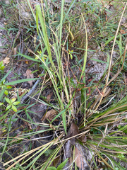 Coleataenia rigidula