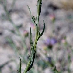 Leucosyris riparia