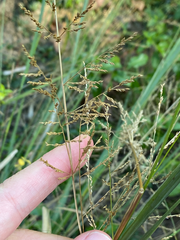 Coleataenia rigidula