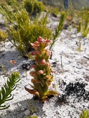 Disa pygmaea