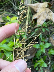 Coleataenia rigidula