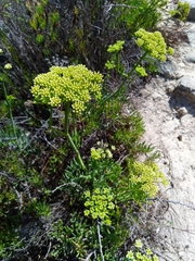 Crithmum maritimum