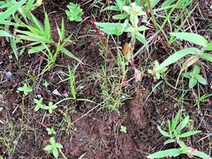 Oldenlandia herbacea