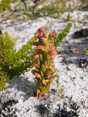 Disa pygmaea