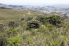 Leucospermum conocarpodendron conocarpodendron