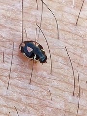 Hyperaspis festiva