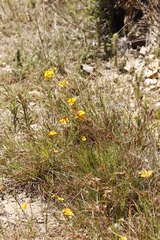 Ixia dubia