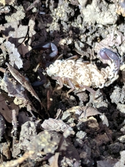 Pseudouroctonus reddelli