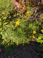 Coreopsis verticillata