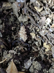 Pseudouroctonus reddelli