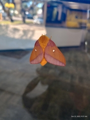 Anisota virginiensis