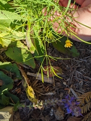 Coreopsis verticillata