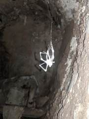 Engyodontium aranearum