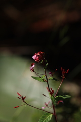 Lopezia racemosa