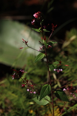 Lopezia racemosa