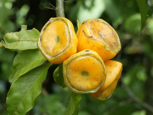 Leuenbergeria bleo