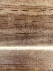 Leiobunum