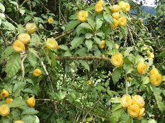 Leuenbergeria bleo