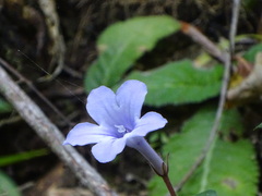 Streptocarpus rexii