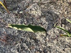 Eriospermum lanceifolium