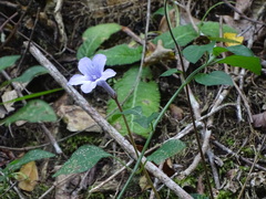 Streptocarpus rexii