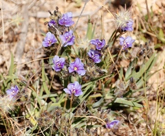 Aristea africana