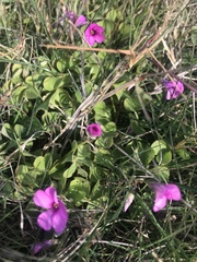 Oxalis hispidula