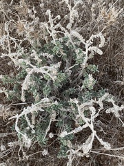 Heliotropium hirsutissimum