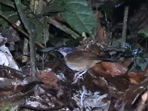 iNaturalist image