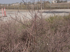 Symphyotrichum expansum