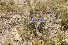 Aristea africana