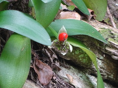 Haemanthus albiflos