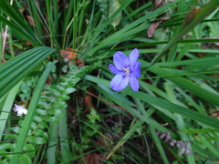 Aristea ensifolia