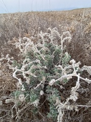 Heliotropium hirsutissimum