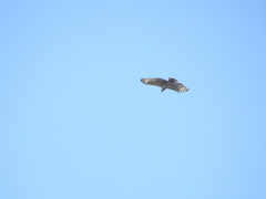 Stephanoaetus coronatus