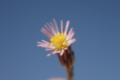 Symphyotrichum expansum