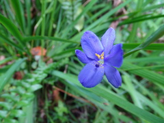Aristea ensifolia