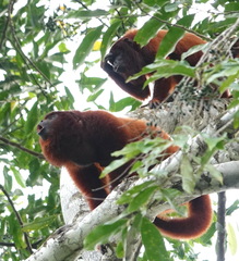 Alouatta