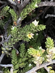 Thymelaea hirsuta