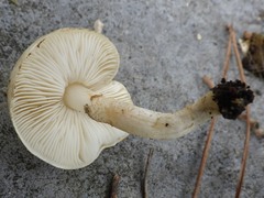 Chamaemyces fracidus