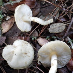 Chamaemyces fracidus