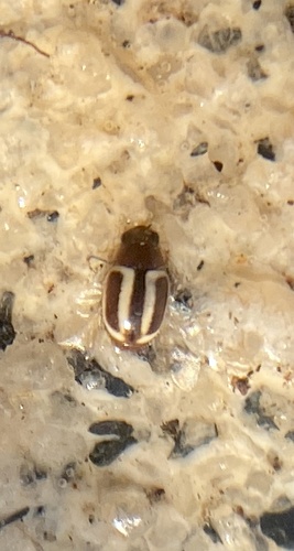Hyperaspidius pallescens · iNaturalist