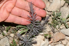 Caryophyllales