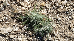 Eriastrum eremicum eremicum