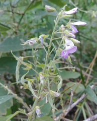 Desmodium illinoense